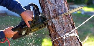 How Our Tree Care Process Works  in  St Louis, MO