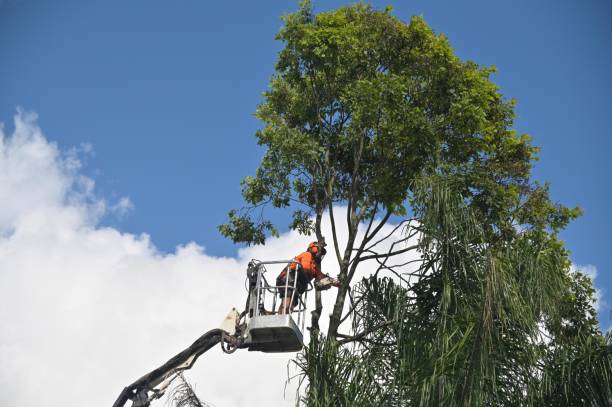 Best Tree Cabling and Bracing  in St Louis, MO