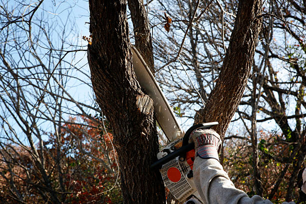 Best Weed Control  in St Louis, MO